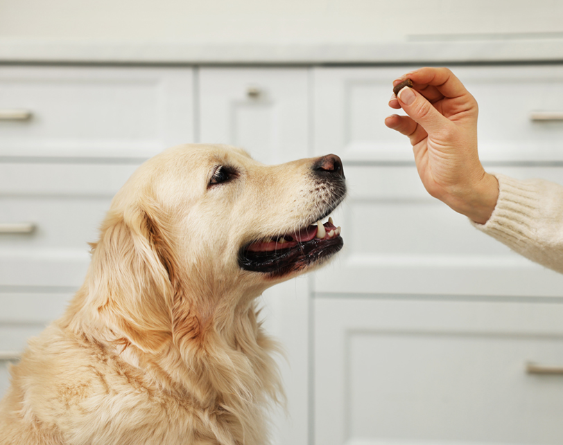 Compounding medicines for pets